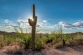 Saguaros at Sunset in Sonoran Desert near Phoenix, Arizona Royalty Free Stock Photo