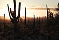 saguaros at sunset in the tucson mountain park, arizona, united Royalty Free Stock Photo