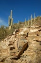 Saguarro cactus march up the rocky cliff in southern Arizona