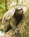 Sagui Dwarf Monkey