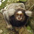 Sagui Dwarf Monkey