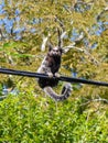 Sagui monkey Callithrix at Rio Vermelho Park in Florianopolis, Brazil