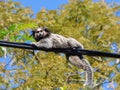 Sagui monkey Callithrix at Rio Vermelho Park in Florianopolis, Brazil