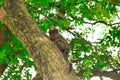 Sagui monkey Mico Estrela in the wild in Rio de Janeiro, Brazil Royalty Free Stock Photo