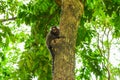 Sagui monkey Mico Estrela in the wild in Rio de Janeiro, Brazil