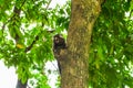 Sagui monkey Mico Estrela in the wild in Rio de Janeiro, Brazil Royalty Free Stock Photo