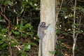 Sagui Monkey - Rio De Janeiro - Brazil Royalty Free Stock Photo