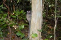 Sagui Monkey - Rio De Janeiro - Brazil Royalty Free Stock Photo