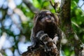 sagui monkey in rio de janeiro tropical forest