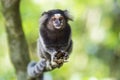 Sagui Monkey in the Wild in Rio de Janeiro, Brazil Royalty Free Stock Photo