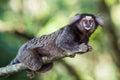 Sagui Monkey in the Wild, Rio de Janeiro, Brazil Royalty Free Stock Photo