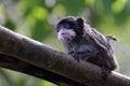emperor tamarin Royalty Free Stock Photo