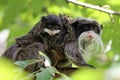 emperor tamarins