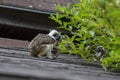 Saguinus oedipus cotton-top tamarin animal on rooftop, one of the smallest primates playing, very funny monkeys