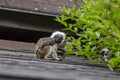 Saguinus oedipus cotton-top tamarin animal on rooftop, one of the smallest primates playing, very funny monkeys