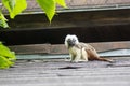 Saguinus oedipus cotton-top tamarin animal on rooftop, one of the smallest primates playing, very funny monkeys