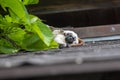 Saguinus oedipus cotton-top tamarin animal on rooftop, one of the smallest primates playing, very funny monkeys