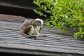 Saguinus oedipus cotton-top tamarin animal on rooftop, one of the smallest primates playing, very funny monkeys