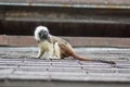 Saguinus oedipus cotton-top tamarin animal on rooftop, one of the smallest primates playing, very funny monkeys