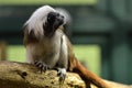 Saguinus oedipus