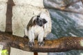 Saguinus oedipus small white hairy monkey on wooden branch, funny face Royalty Free Stock Photo