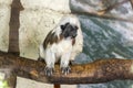 Saguinus oedipus small white hairy monkey on wooden branch, funny face Royalty Free Stock Photo