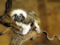 Saguinus oedipus Royalty Free Stock Photo