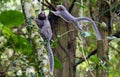 Saguis brazilian monkeys jumps on tree, in trail to Pico do Jaragua mountain in SÃÂ£o Paulo, Brazil