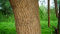Sahajan or Moringa oleifera or Drumstick tree trunk with deeply bark gap