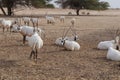 Sahara antelope scimitar Oryx