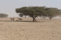 Sahara antelope scimitar Oryx Oryx leucoryx and wild Donkey