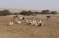 Sahara antelope scimitar Oryx Oryx leucoryx and wild Donkey