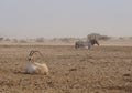 Sahara antelope scimitar Oryx Oryx leucoryx and wild Donkey