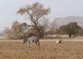 Sahara antelope scimitar Oryx Oryx leucoryx and wild Donkey