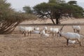 Sahara antelope scimitar Oryx