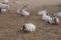 Sahara antelope scimitar Oryx