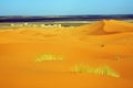 Sahara Desert