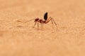 Sahara Desert Ant Cataglyphis bicolor running along the sand dunes