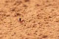 Sahara Desert Ant Cataglyphis bicolor running along the sand dunes in Ras al Khaimah, United Arab Emirates Royalty Free Stock Photo