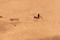 Sahara Desert Ant Cataglyphis bicolor running along the sand dunes Royalty Free Stock Photo