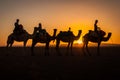 Sahara desert camels trekking tours with berbers adventure dromadaires riding and berber guiding excursion Royalty Free Stock Photo