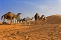 Sahara Desert with Camels in Tunisia Royalty Free Stock Photo