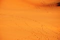 Sahara desert riple texture and footprint Royalty Free Stock Photo