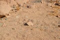 Sahara desert. Chameleon