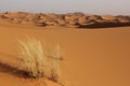 Sahara Desert