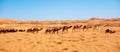Sahara Desert Dunes and Camel Royalty Free Stock Photo