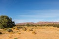 Sahara Desert, green bushes in the sand dunes in the mountains, Morocco, Africa Royalty Free Stock Photo