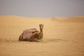 Landscape a herd of camels in the desert