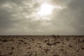 Sahara Desert in Mauretania, Western Africa. Royalty Free Stock Photo