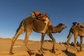 Sahara Desert, Morocco. Berber man leading camel caravan going t
